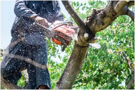 tree services Oak Hills